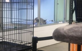 A puppy in an enclosure at a pet store.