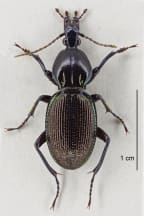 Snail-sucking Ground Beetle aka Māoripamborus fairburni