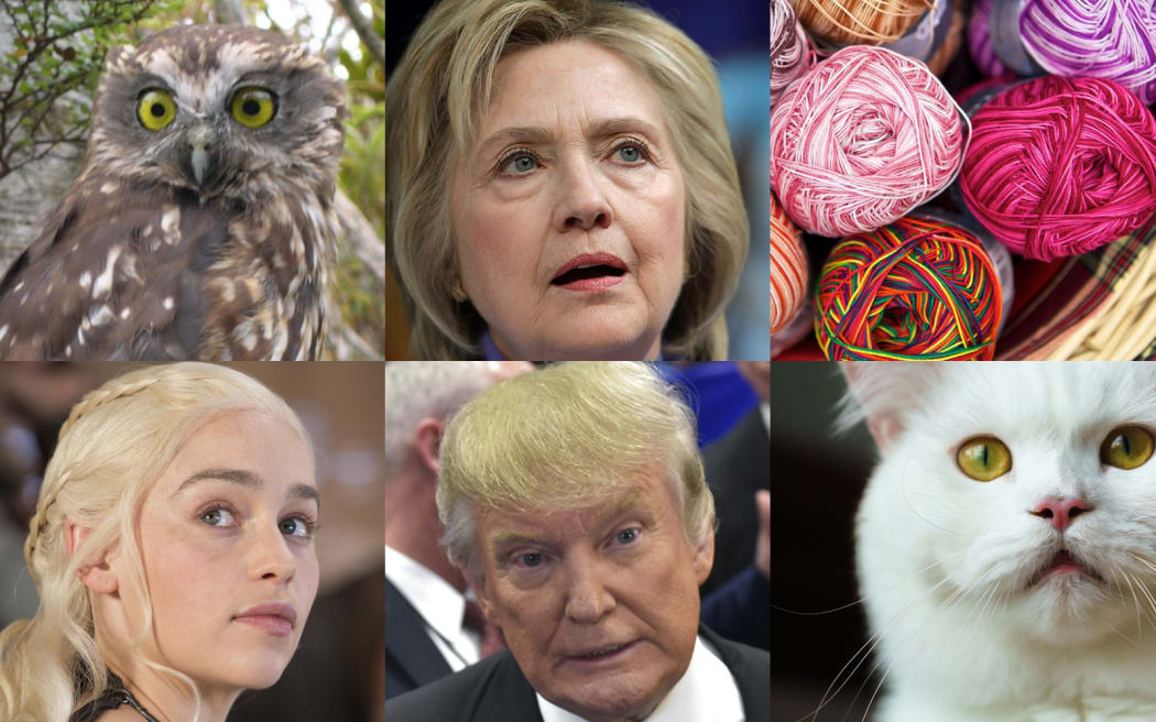 How to avoid the ongoing battle for the White House between Hillary Clinton, top middle, and Donald Trump, bottom middle? From top left clockwise, vote in a bird election, take up knitting, check out the web's plethora of cat videos or binge watch Game of Thrones.