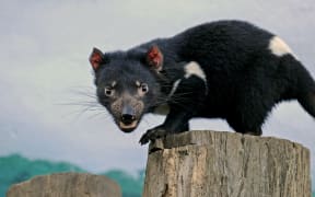 A Tasmanian Devil at Taronga Zoo in Sydney.