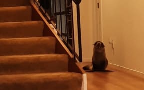 A Mt Maunganui family was supervised to find a New Zealand Fur seal had made it's way into their home unnoticed