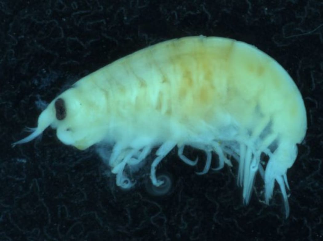 Amphipod