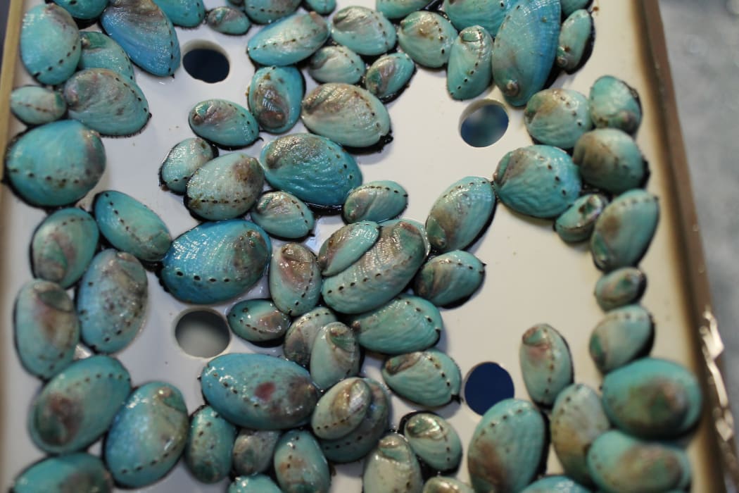 Young paua