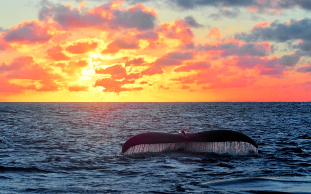 A whale dives down against the sunset.