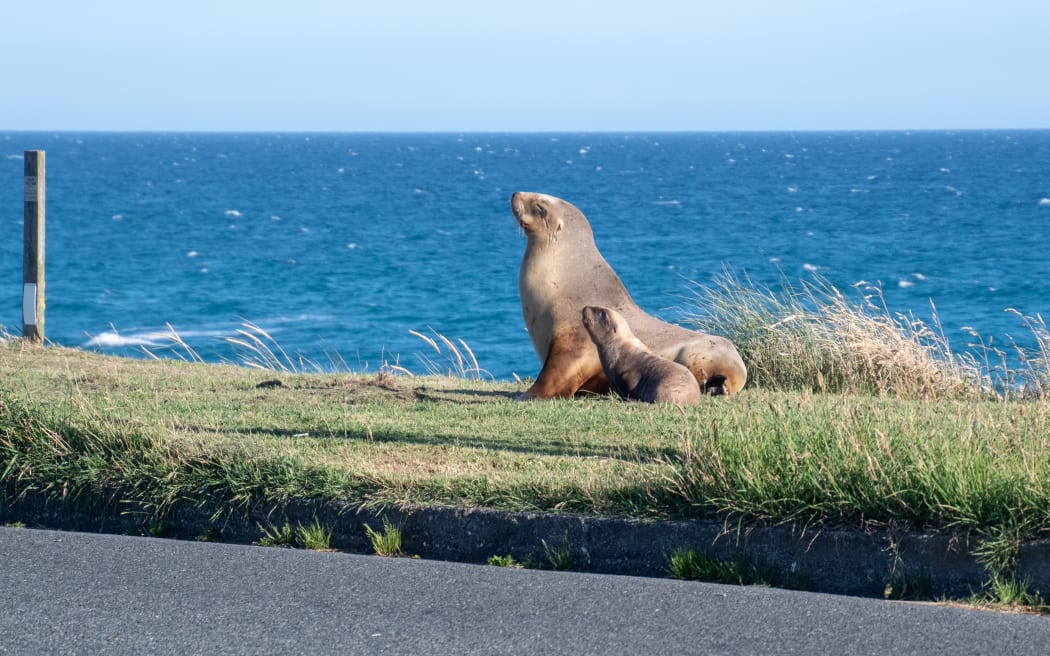 Dunedin sealion