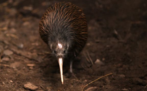 The North Island brown kiwi, Apteryx mantelli.