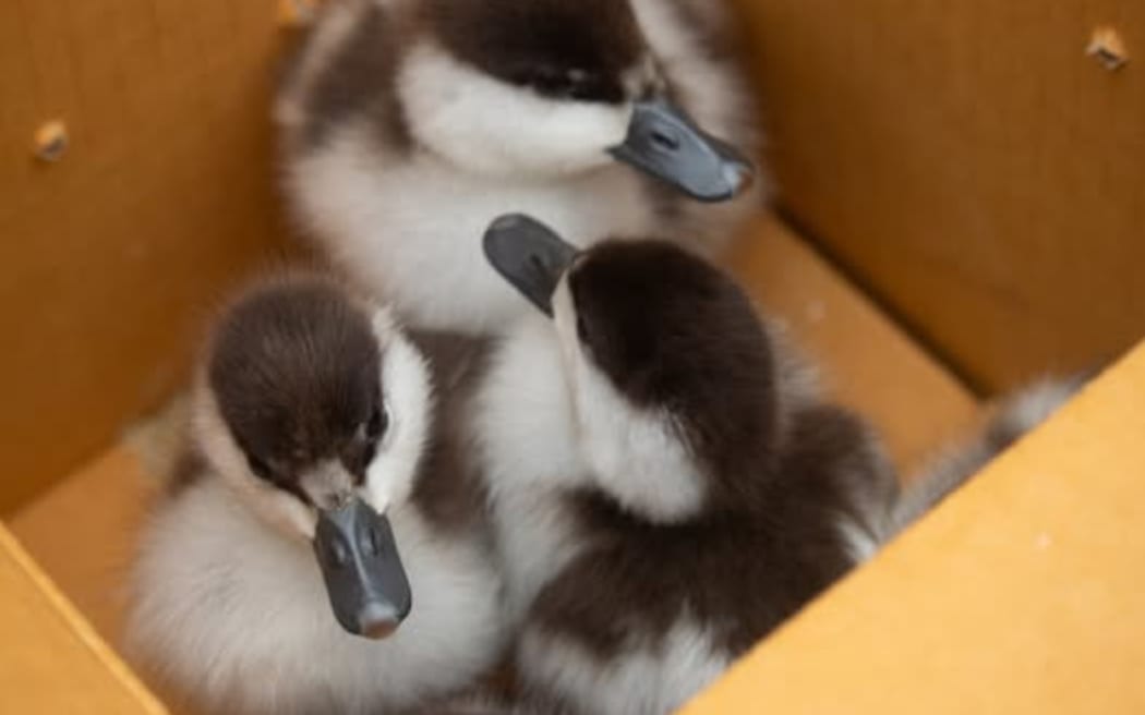 People are being urged to watch for exhausted sea birds and tiny nestlings blown from their nests in the wild weather.