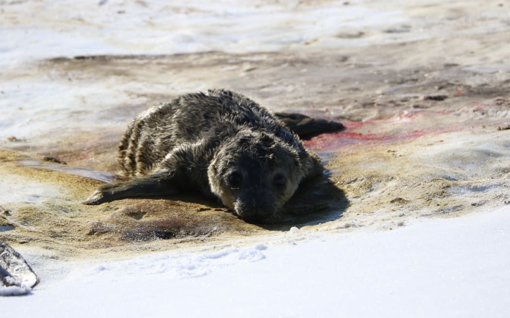 A skinny brownish-grey seal pup lies on its front on dirty ice, with flippers outstretched and big eyes looking directly at the camera.