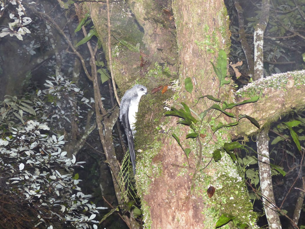 A translocated fledging tītī climbing a tree for its maiden flight on the Maungaharuru Range