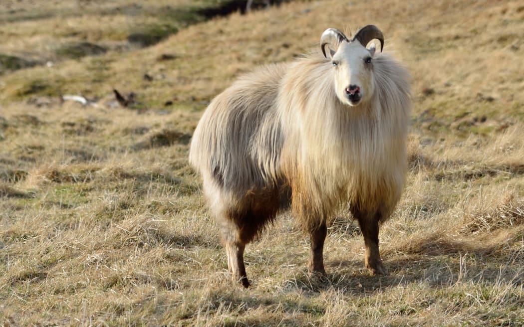 19489693 - rare white himalayan tahr bull, hemitragus jemlahicus, in the southern alps of new zealand