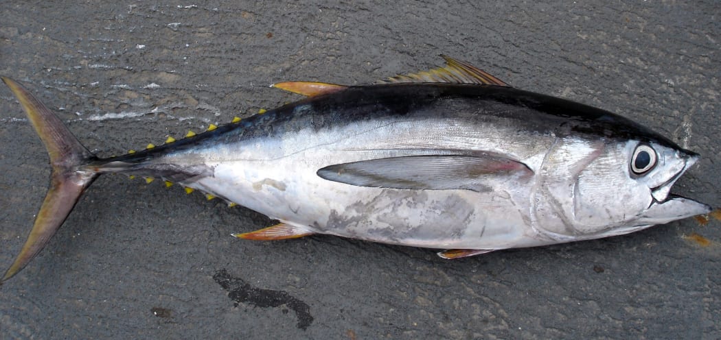 A Yellow Fin Tuna