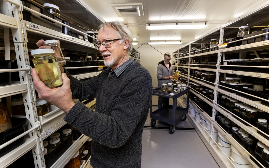 Curators Andrew Stewart (L) and Thom Linley (R) with specimens to be housed in the Te Papa Biodiversity Research Centre