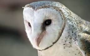 Barn owls are widespread in Australia.