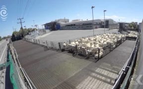 Retired vet raises concerns about treatment of sheep at meatworks: RNZ Checkpoint