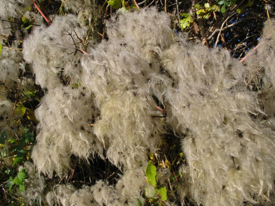 Old man's beard will be targeted, along with the banana passionfruit vine