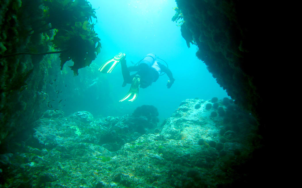 A diver at Poor Knights Island marine reserve.