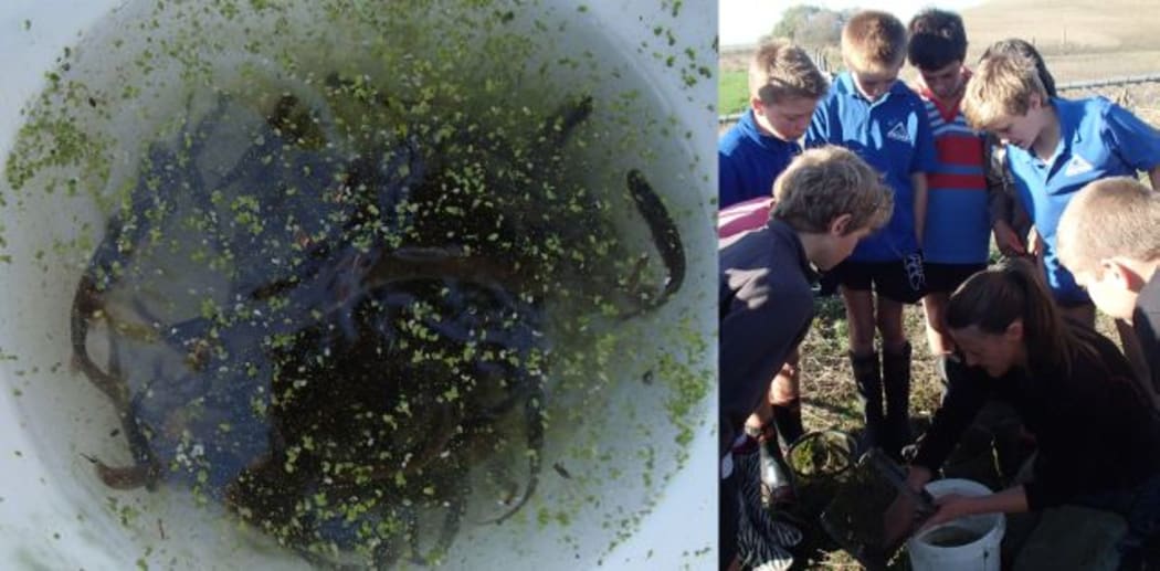 Canterbury mudfish are the rarest of five species of mudfish; students from St Andrews primary school count as Leanne O'Brien empties mudfish from a trap.