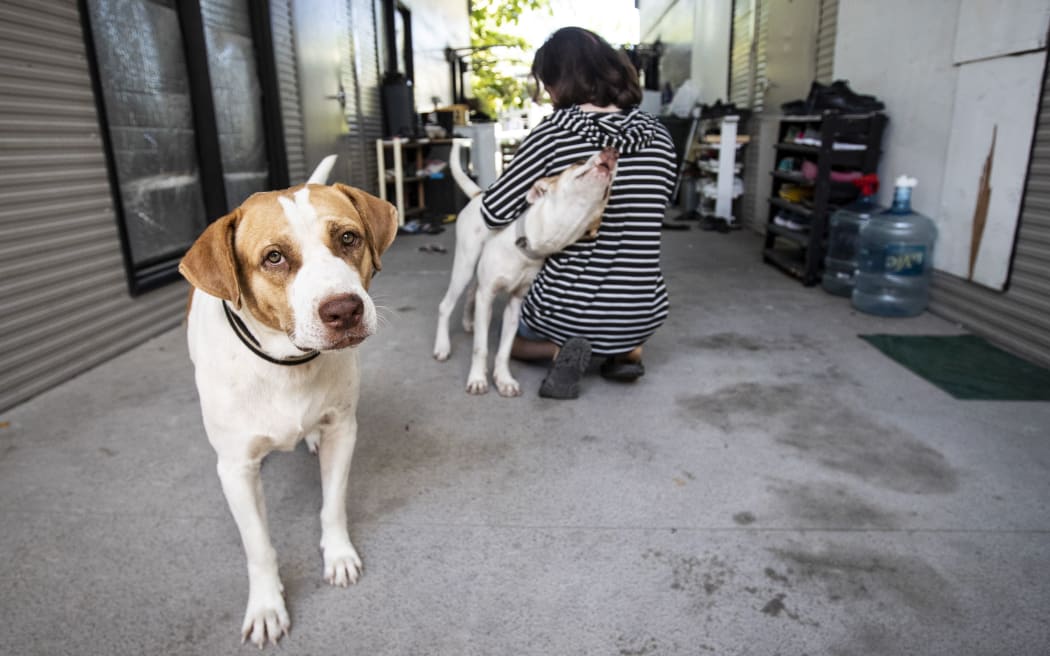 Refugee Helia and her dogs.