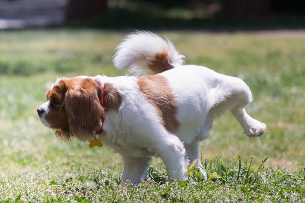 A dog urinating