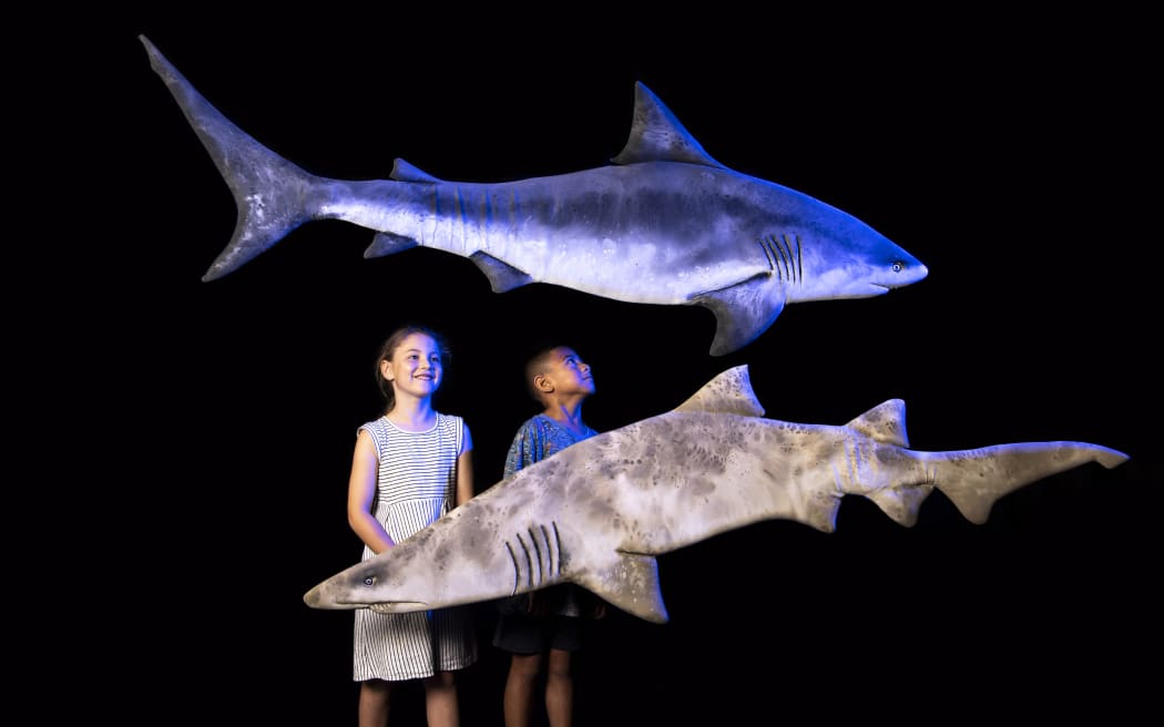 'Swimming with Sharks'.