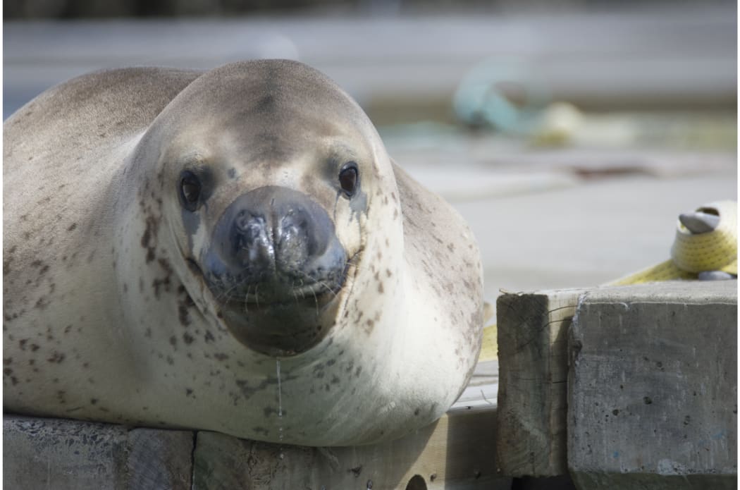 Owha the leopard seal at Westhaven Marina.