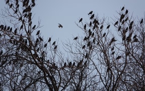 Palmerston North birds.