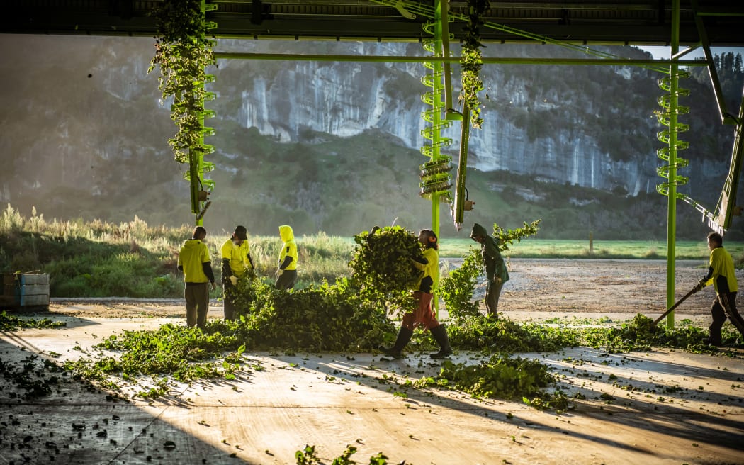 Harvesting time at Clayton Hops.