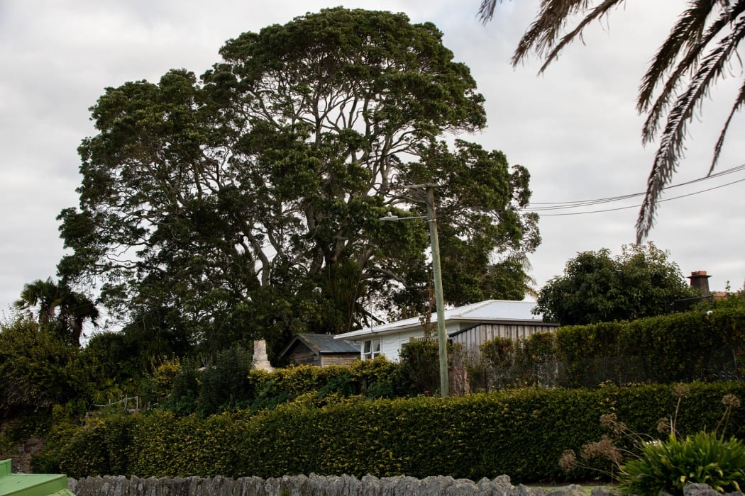 Auckland Council admitted human error likely resulted in the pohutukawa being left off the list.