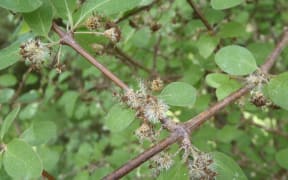 Olearia Gardneri in seed
