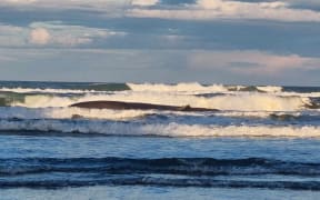 1 whale strands at Christchurch beach on 4/ 11 /23