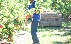 Pacific Islander diong seasonal work under the RSE scheme in Hawke's Bay.