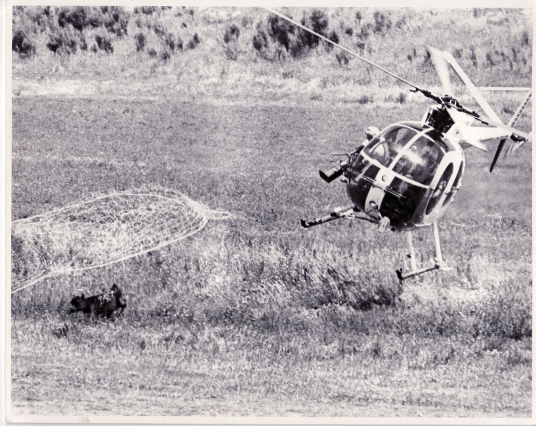 Man shooting net onto deer outside of helicopter