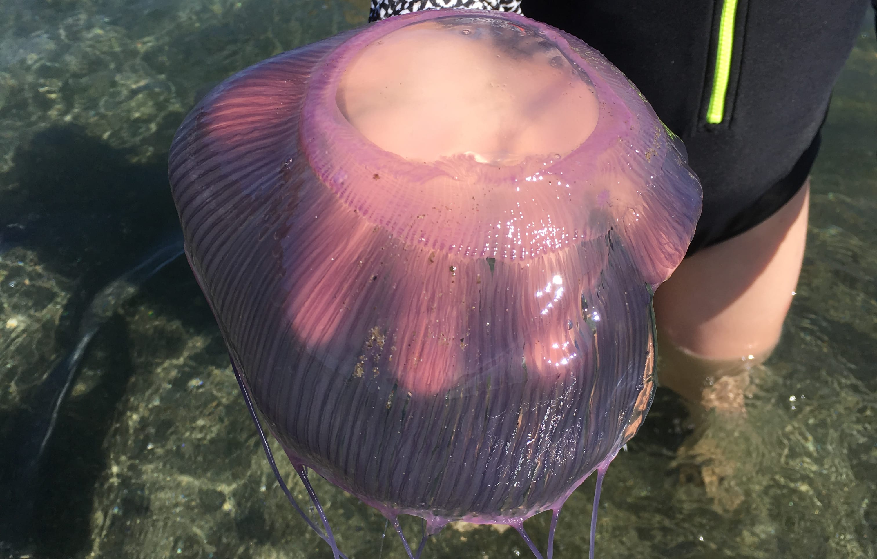 One of thousands of jellies that washed into Island Bay, Wellington last week