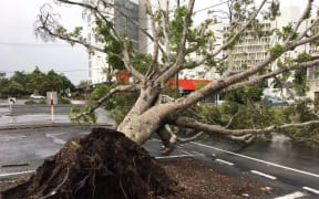 Wind and rain from Cyclone Debbie tore this tree from the ground in Mackay.