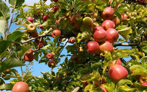 Pink Lady apples