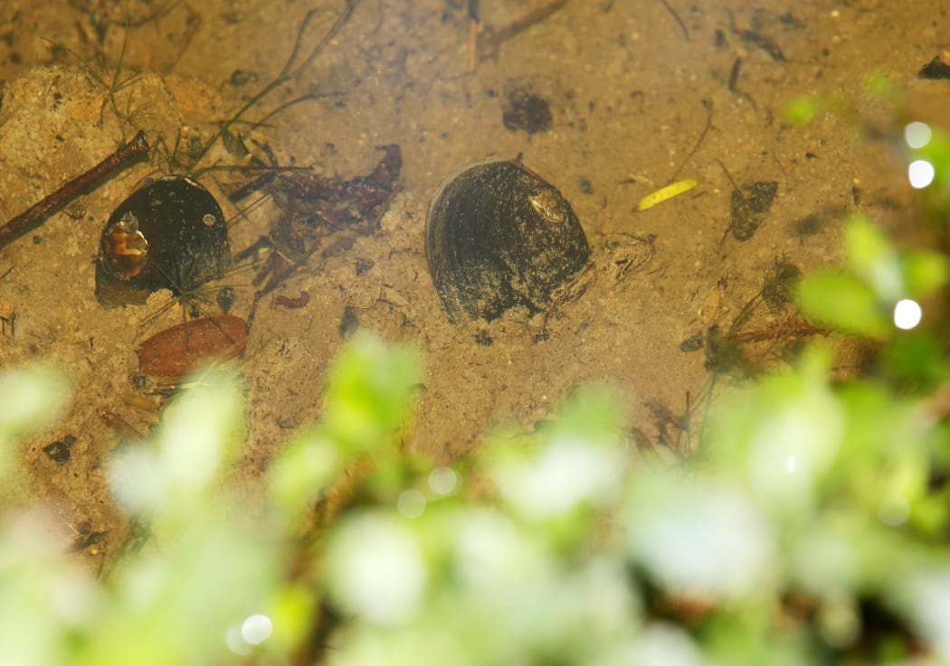 Freshwater mussels in Ruatangata's Patuwairua Stream