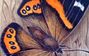 NZ Insect Playing Cards