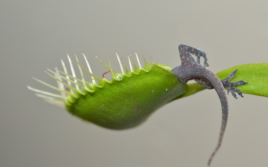 Lizard in venus fly trap