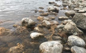 High levels of toxic algae have been detected in Wairarapa and Hutt Valley rivers.