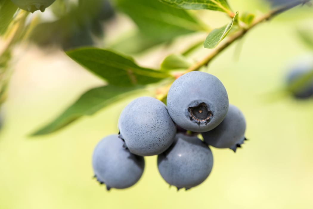 Plant and Food Research has licensed new blueberry varieties.