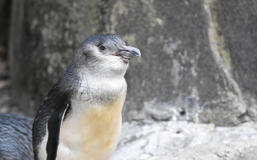 Little penguins that once lived in New Zealand were ridiculously cute •