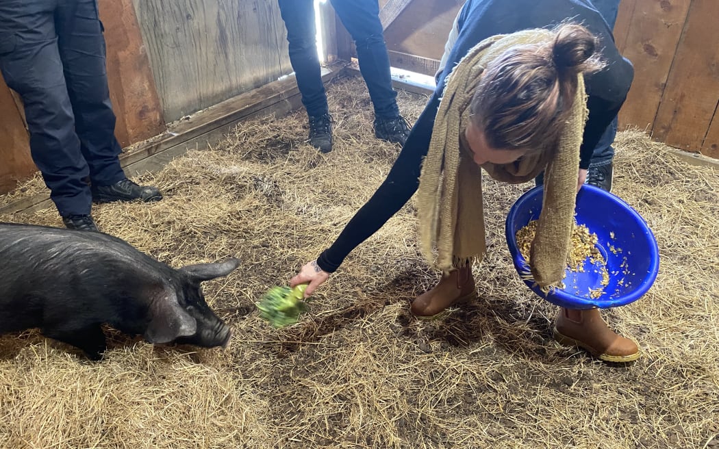 Anneka Carson lures the pig into his cage with broccoli.