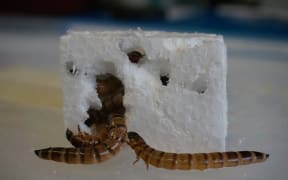 Plastic-eating superworms at the University of Queensland