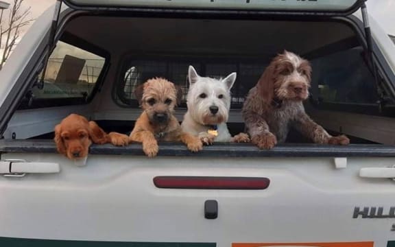 Which one of these is the farm dog?