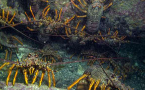 Crayfish in the marine reserve.