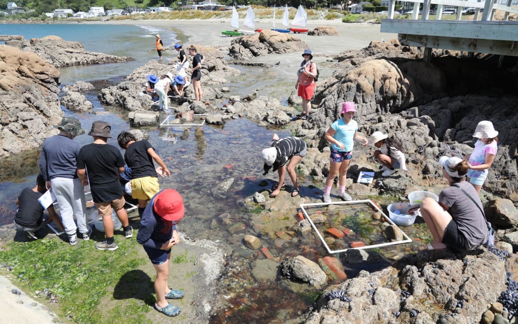 Worser Bay School students have been looking into the marine ecosystems around Worser Bay Boating Club in Seatoun.