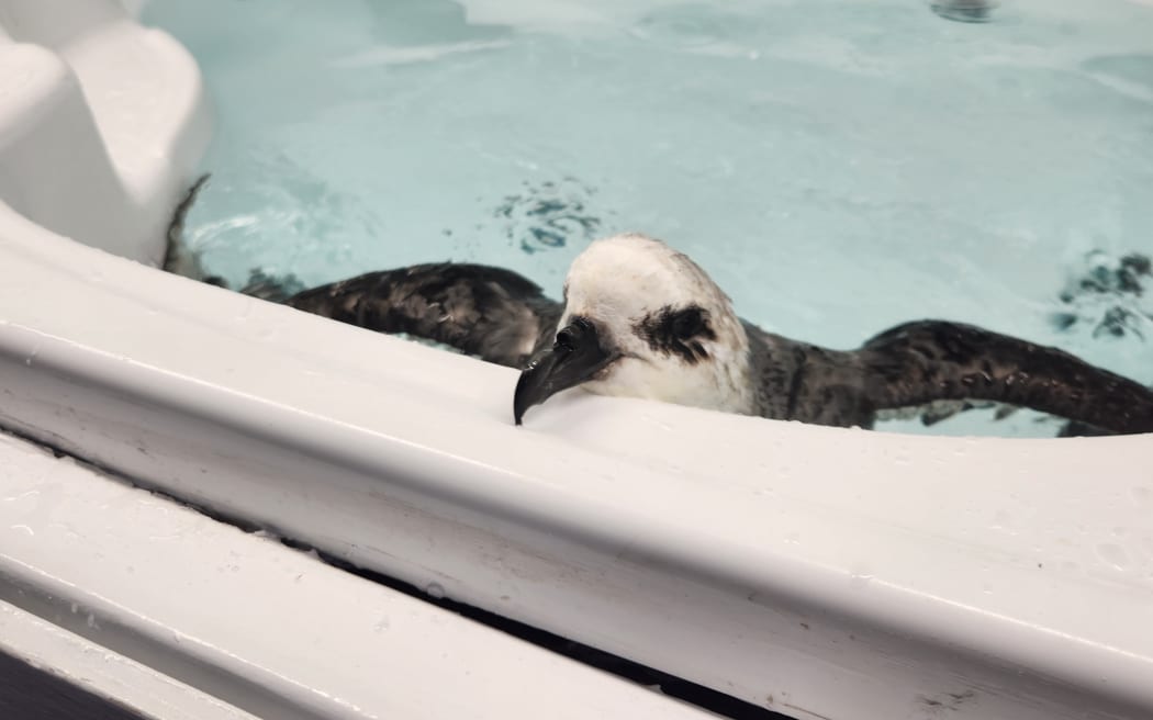 A white headed petrel doing a water test to check its swimming and water resistance.