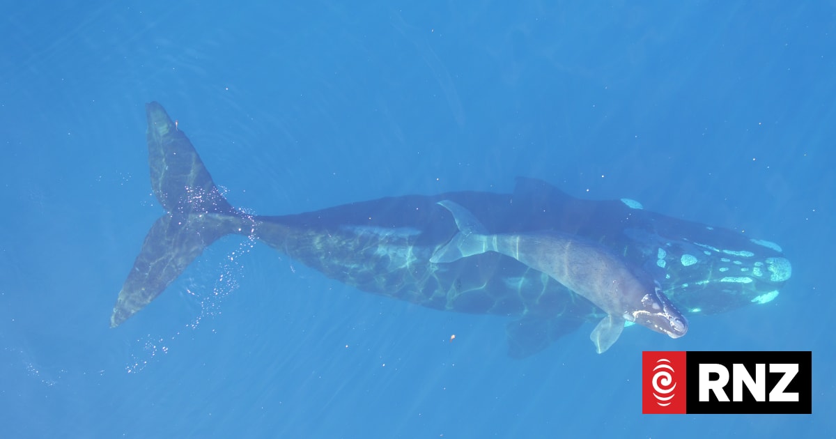 What can we learn from whale poo?
