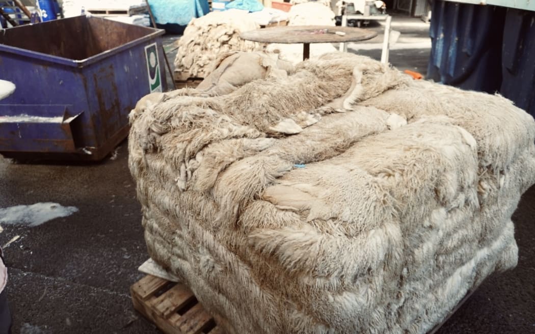 Raw salted sheepskins wait to begin processing.