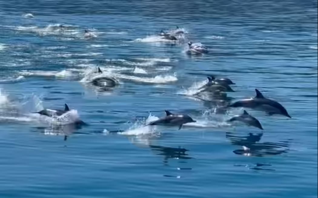 Screen grab from a video of the dolphins posted in Whale and dolphin watch - Wellington Facebook group.